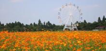 梦里水乡百花园29