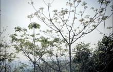 火炉山森林公园9