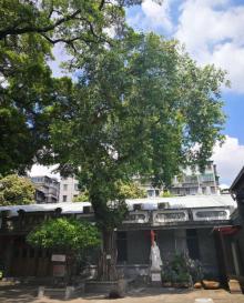 六榕寺8