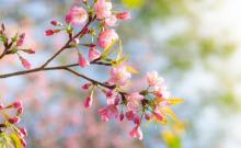 天适樱花悠乐园8
