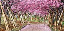 天适樱花悠乐园1