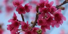 天适樱花悠乐园17