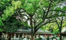 光孝寺30