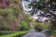 板樟山森林公园22