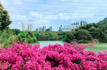 荔林公园8
