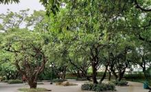 蛇口荔枝公园6