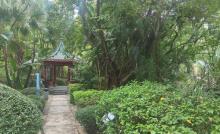 西丽水库桃花林3