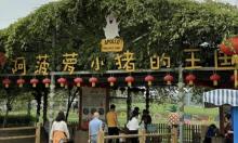阿菠萝小猪的王国1