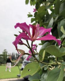 沙河高尔夫球会9