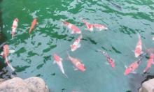 宝安耶稣君王堂7
