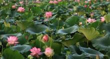 荷花小镇14