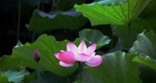 荷花小镇3