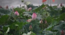 荷花小镇8