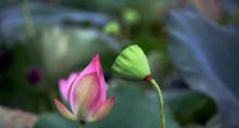 荷花小镇7