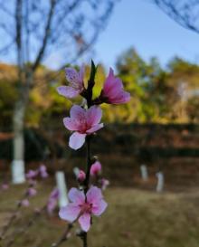 神光山旅游风景区-神光佛园3