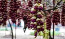 清远市（市花）禾雀花基地4