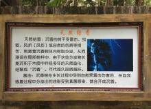 中山仙踪龙园3