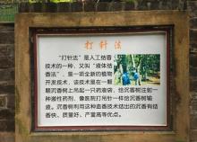 中山仙踪龙园8