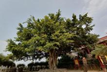 金台寺15