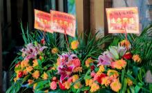 海泉湾小矮人萌宠乐园17