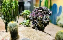 奇妙昆虫艺术展1