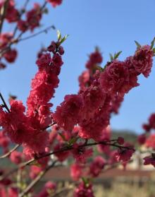 九峰镇花海1