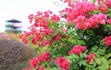 千花洲生态景区5