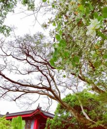 鸿山寺9