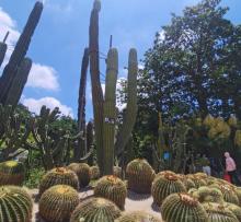 多肉植物区4