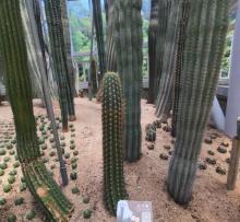多肉植物区3