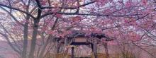 仙居山樱花园1