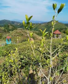 屏山生态茶园3