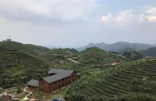 屏山生态茶园27