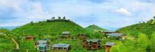 屏山生态茶园1