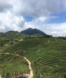 屏山生态茶园29