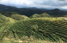 屏山生态茶园30