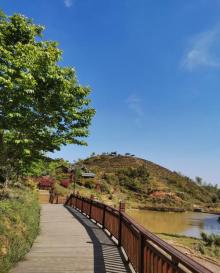 屏山生态茶园10