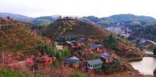 屏山生态茶园14