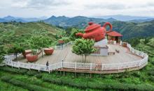 屏山生态茶园17