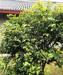 永安市博物馆4