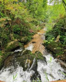 龙岩东肖森林公园22