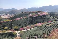 永福台品樱花茶园19