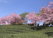永福台品樱花茶园22