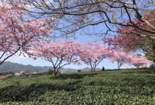 永福台品樱花茶园28