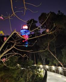 狐尾山公园13