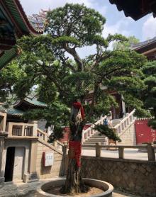 南普陀寺20