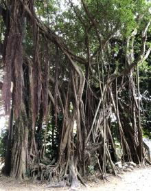 厦门园林植物园19
