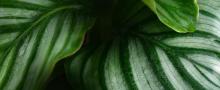 厦门园林植物园22