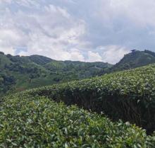 南山茶海景区8