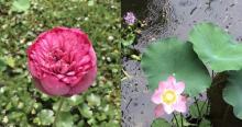 鼎福私家花园18